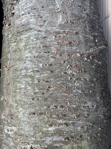 sweet birch