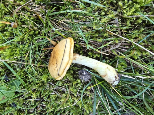 Phlegmacium percome