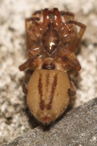 Clubiona comta