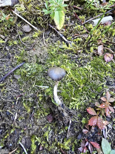 Psathyrella pennata