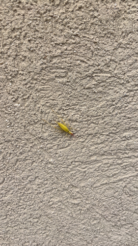 Broad-winged tree cricket