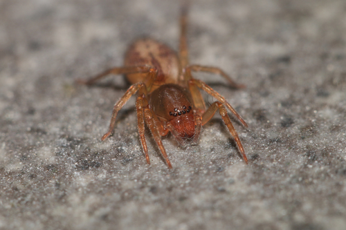Clubiona comta