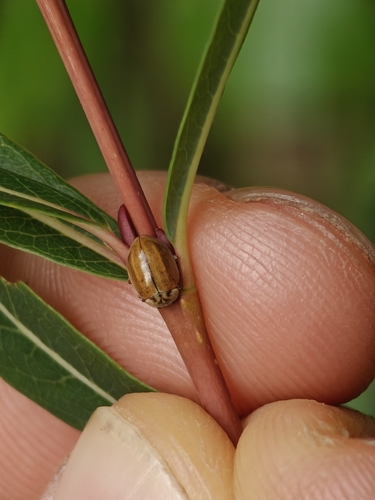 Larch Lady Beetle