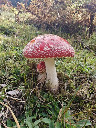 Fly Agaric