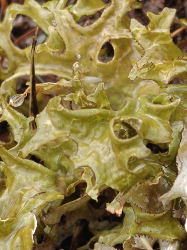 Iceland Lichen