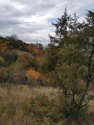 common juniper