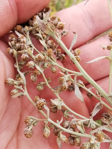 absinthe wormwood