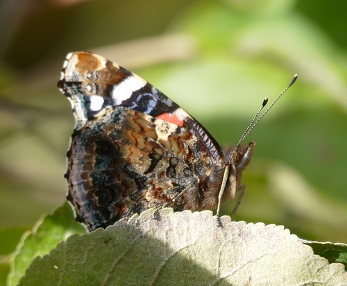 Red Admiral