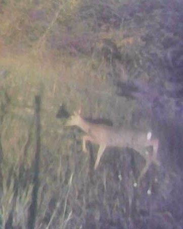Western Roe Deer
