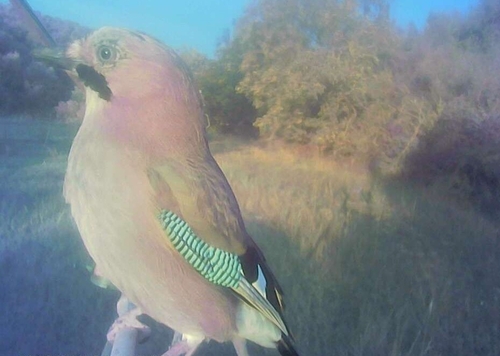 Eurasian Jay