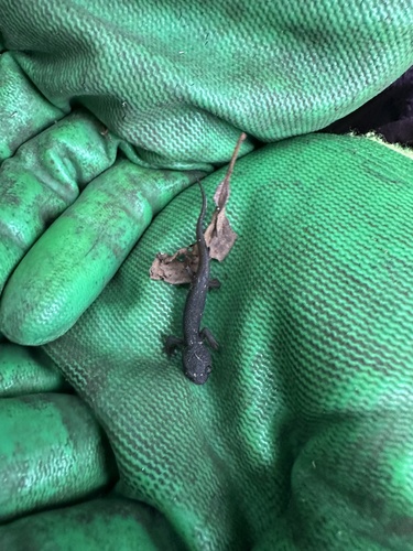 Rough-skinned Newt observed by segojackson