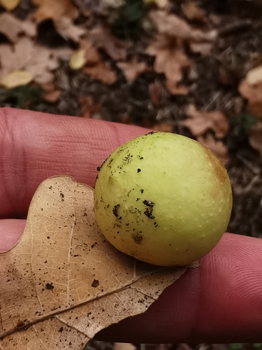 Cherry Gall Wasp