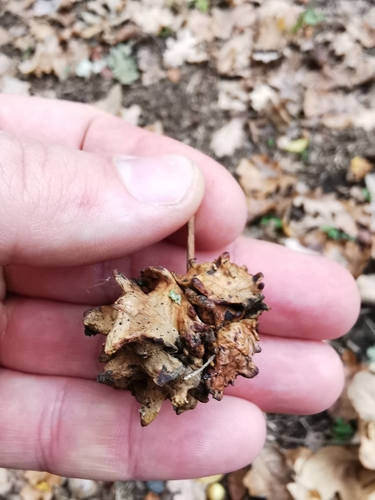Knopper Gall Wasp