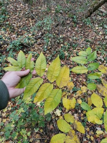 eastern black walnut