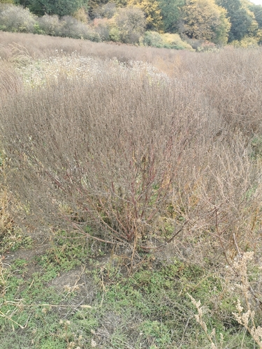 common ragweed