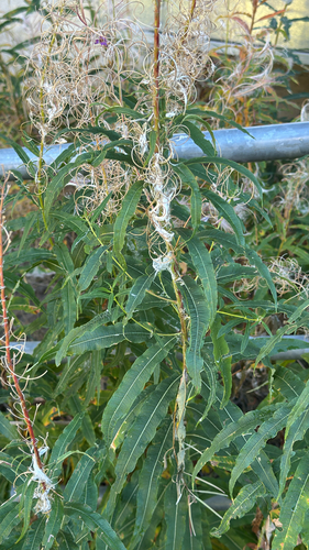 fireweed