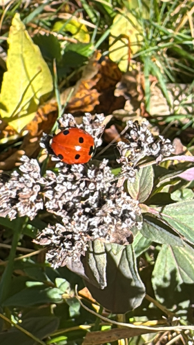 Seven-spotted Lady Beetle