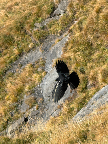 Yellow-billed Chough