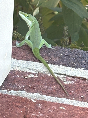 Green Anole