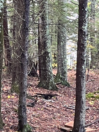 Fisher observed by rangerjane