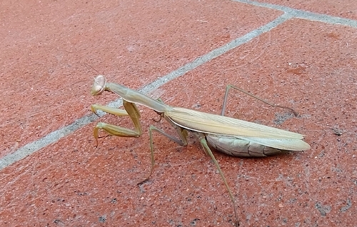 European Mantis