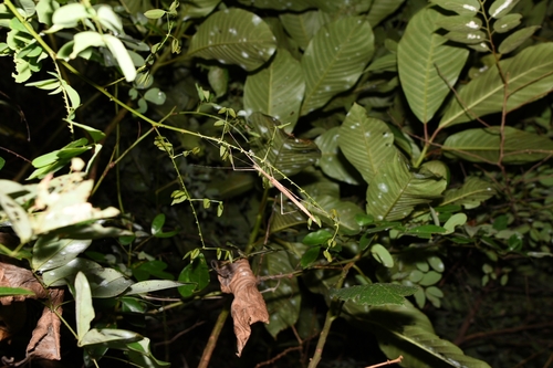 Pinkwing Stick Insect