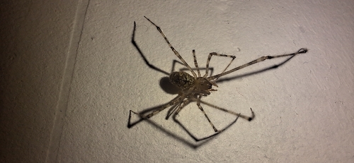 White porch spider