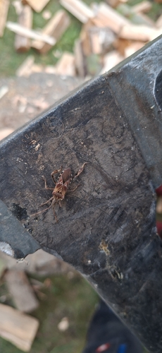 Western Conifer Seed Bug