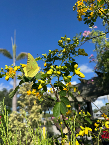 Cloudless Sulphur