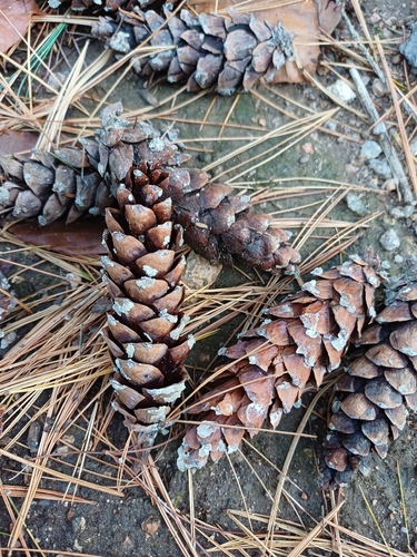 eastern white pine