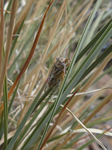 Aridland Cicada