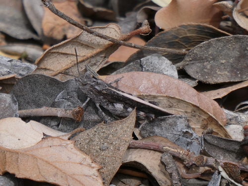 Speckle-winged Rangeland Grasshopper