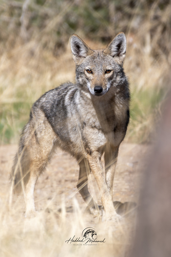 African Wolf