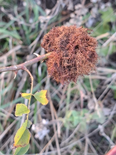 Mossy Rose Gall Wasp