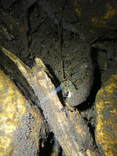 Rhantus gutticollis