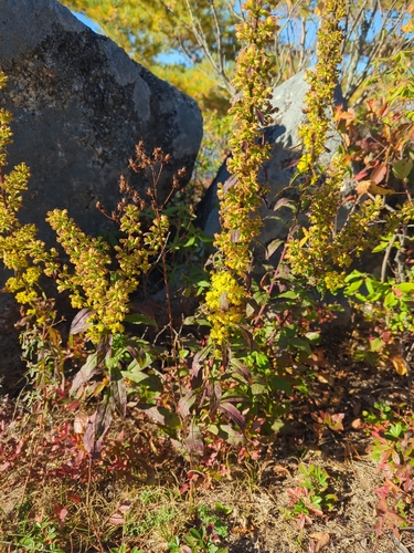 Downy Goldenrod