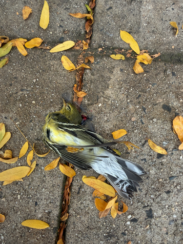 Blackpoll Warbler