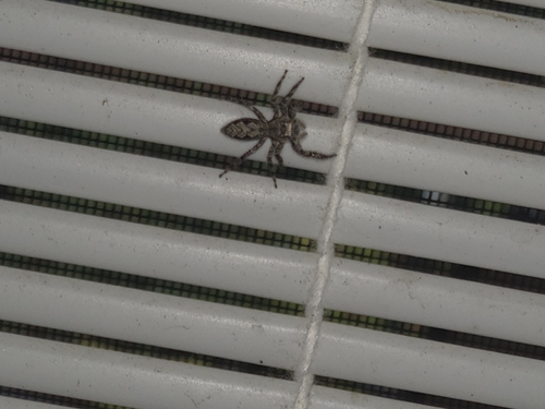 Tan Jumping Spider