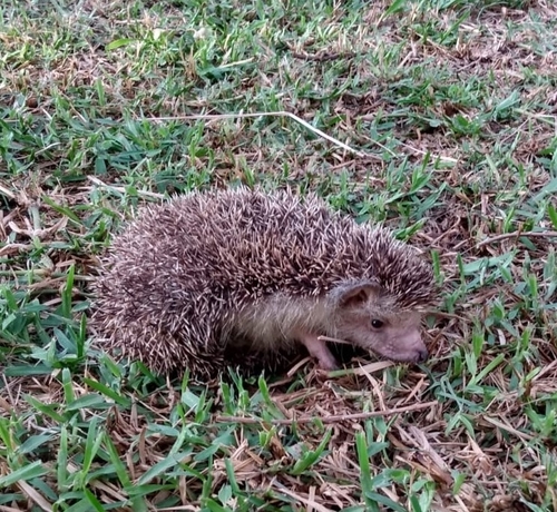 North African Hedgehog