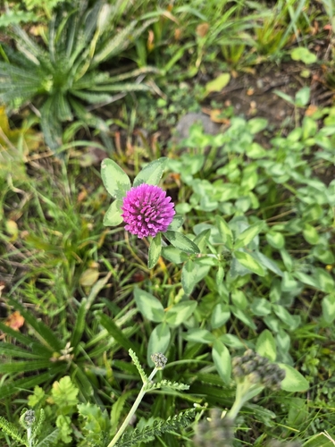 Red Clover