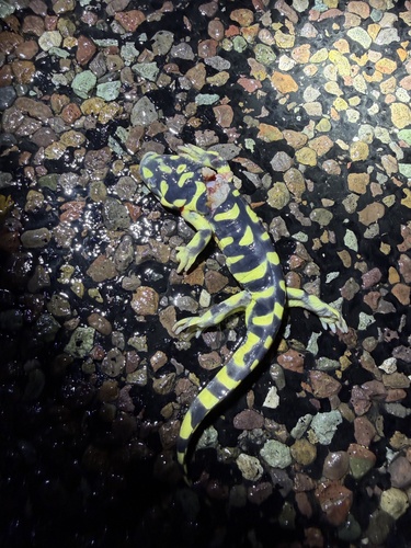 Western Tiger Salamander observed by stephenfalick