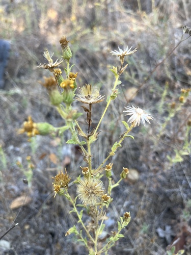 iNaturalist observation photo of False Goldenasters