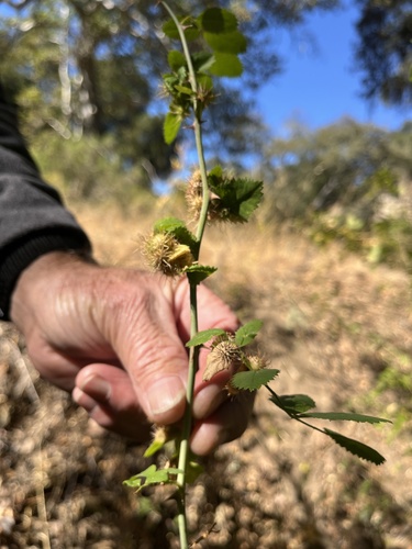 iNaturalist observation photo of Spiny Leaf Gall Wasp