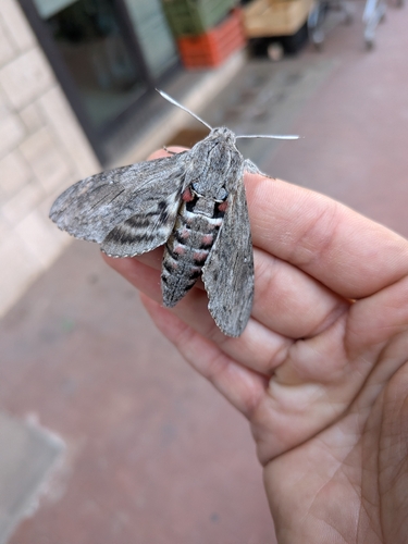 Convolvulus Hawkmoth