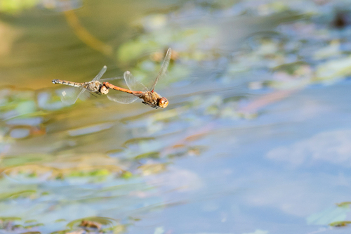 Southern Darter