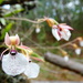 Prosthechea pringlei - Photo (c) Karen Gomez Salazar, all rights reserved, uploaded by Karen Gomez Salazar