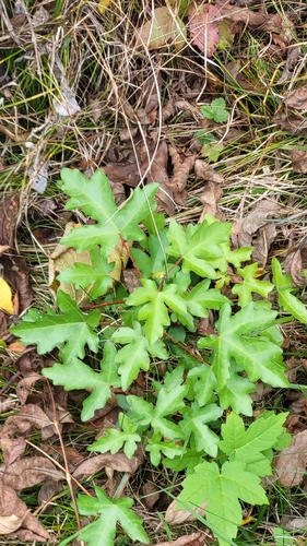 field maple