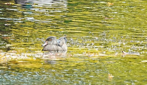 Wood Duck
