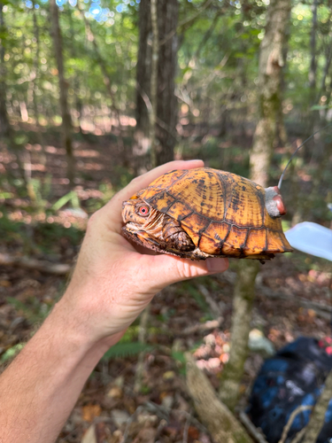 Eastern Box Turtle