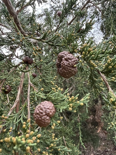Cedar-apple rust